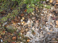 Santolina chamaecyparissus