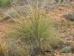 Macrochloa tenacissima
