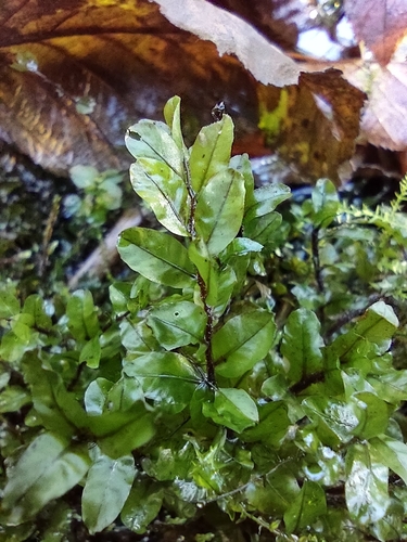 Pseudobryum cinclidioides observed 2026-10-17