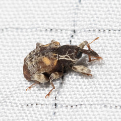 Conotrachelus anaglypticus