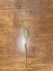 Hordeum marinum