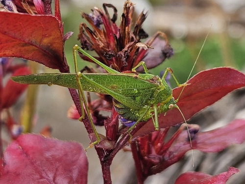 Mediterranean Katydid