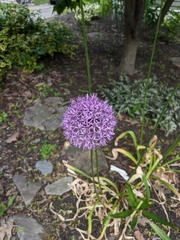 Allium giganteum