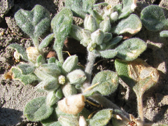 Glinus lotoides