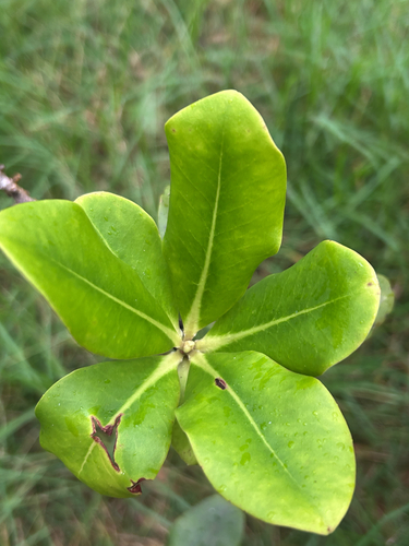 Myrsine lessertiana, 2026-10-13