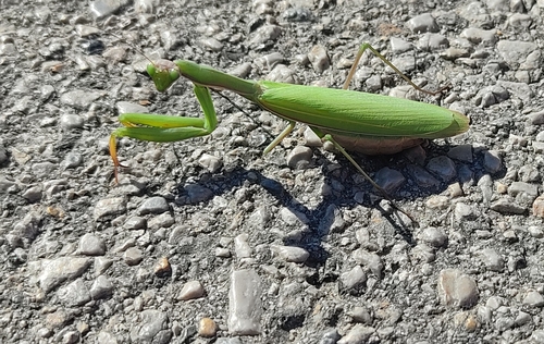 European Mantis