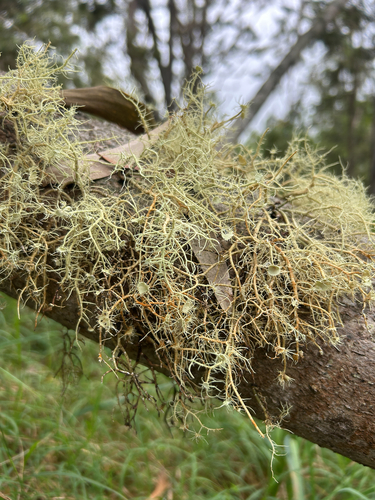 Usnea, 2026-10-13