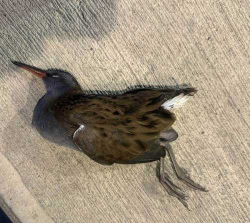 Water Rail