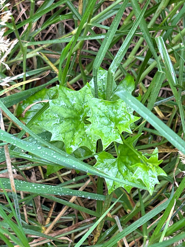 Delairea odorata observed 2026-10-13
