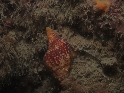 Euthria cornea observed 2026-10-02