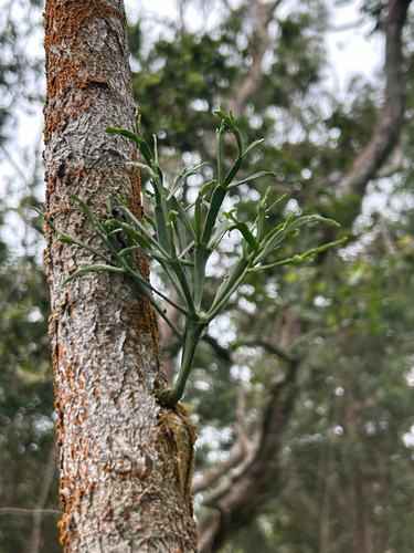 Korthalsella complanata observed 2026-10-13