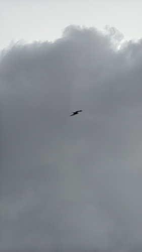 Aves observed 2026-10-17