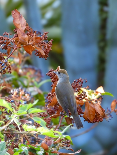 Eurasian Blackcap