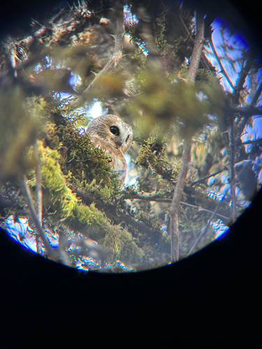 Northern Saw-whet Owl observed by brookesia_minima