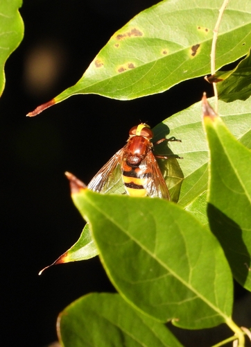 Hornet Mimic Hover Fly