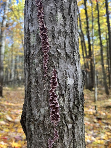 Silverleaf Fungus