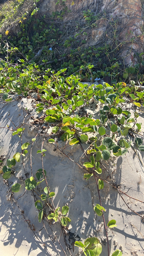 Beach Morning Glory