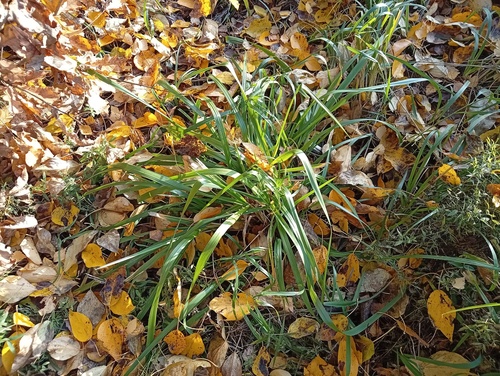 Calamagrostis arundinacea observed 2026-10-17