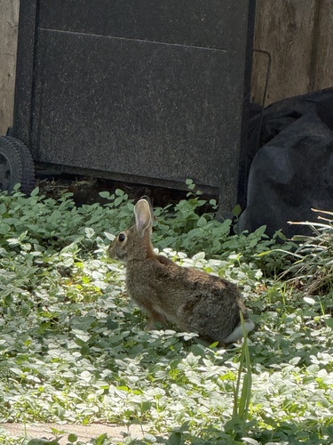 Eastern Cottontail observed by ryandillard