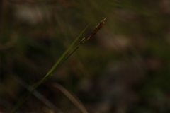 Carex globularis