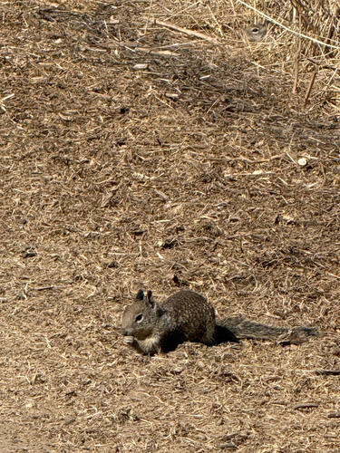 California Ground Squirrel observed by untrainednaturalist