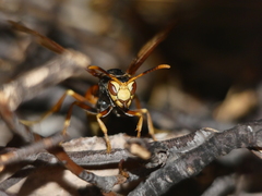 Polistes buyssoni