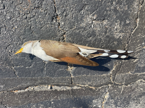 Yellow-billed Cuckoo observed by sleepy_bee
