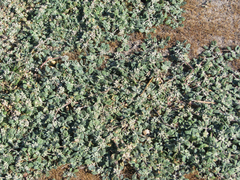 Glinus lotoides