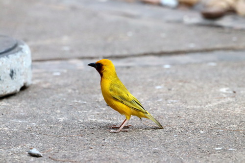 iNaturalist image