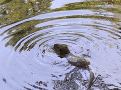 Myocastor coypus