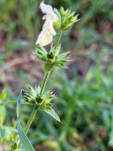 Perennial Yellow-woundwort
