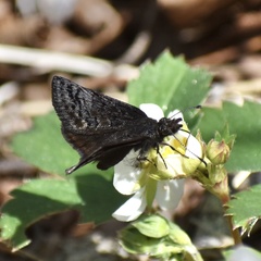 Erynnis icelus