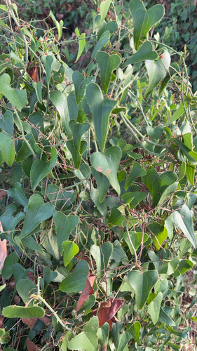 Rough Bindweed