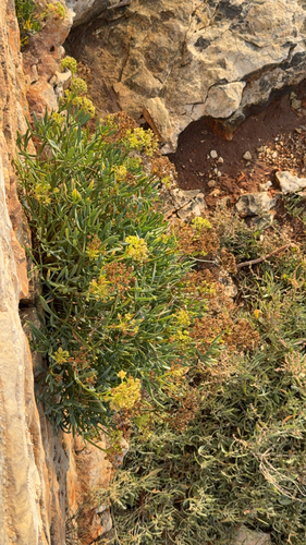 rock samphire