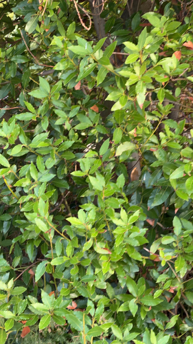 Bay laurel