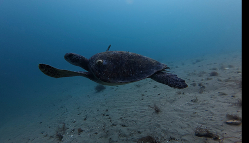 Green Sea Turtle observed by ezyy