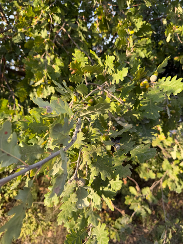 downy oak