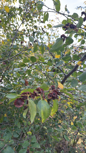 Jerusalem Thorn