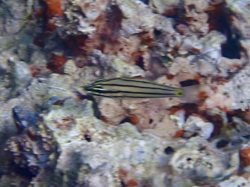 Cheilodipterus quinquelineatus observed 2026-10-16