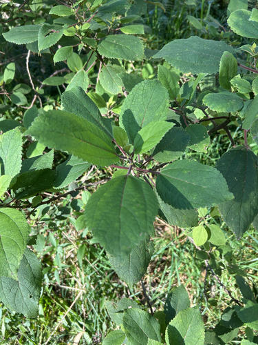 Pipturus albidus, 2026-10-13