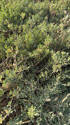 Sea-purslane