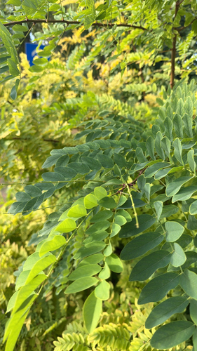 black locust