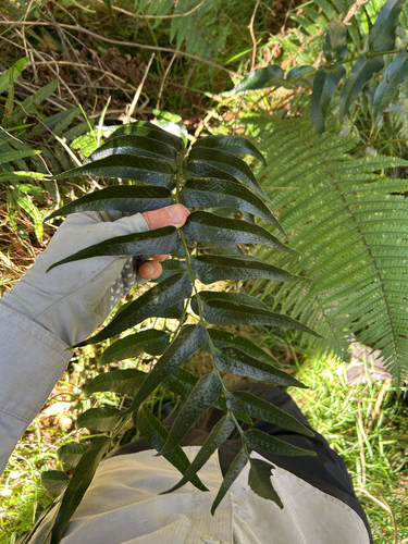 Dryopteris observed 2026-10-14