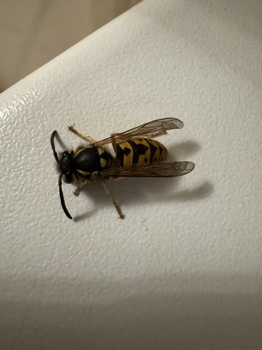 German Yellowjacket