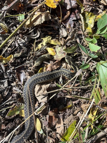 Common Garter Snake observed by owlbefine128
