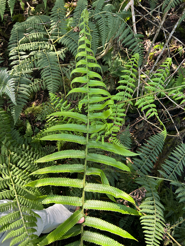 Hoiokula sandwicensis observed 2026-10-14