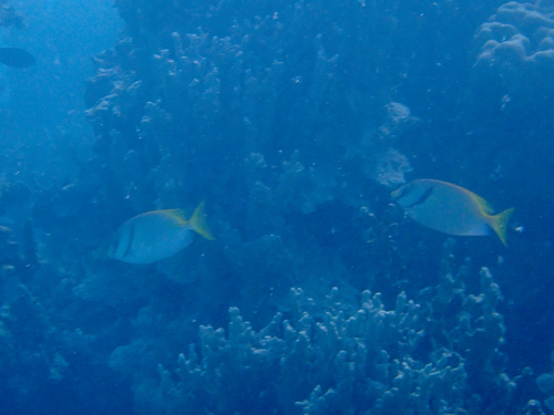 Siganus doliatus observed 2026-10-16