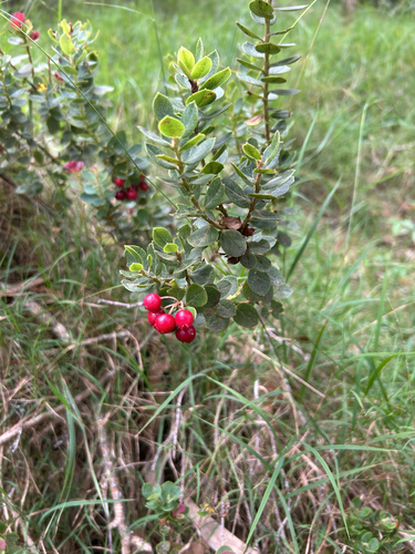 Vaccinium reticulatum observed 2026-10-14