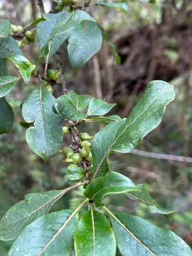 Coprosma rhynchocarpa observed 2026-10-14