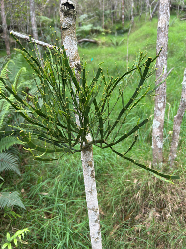 Korthalsella complanata observed 2026-10-14
